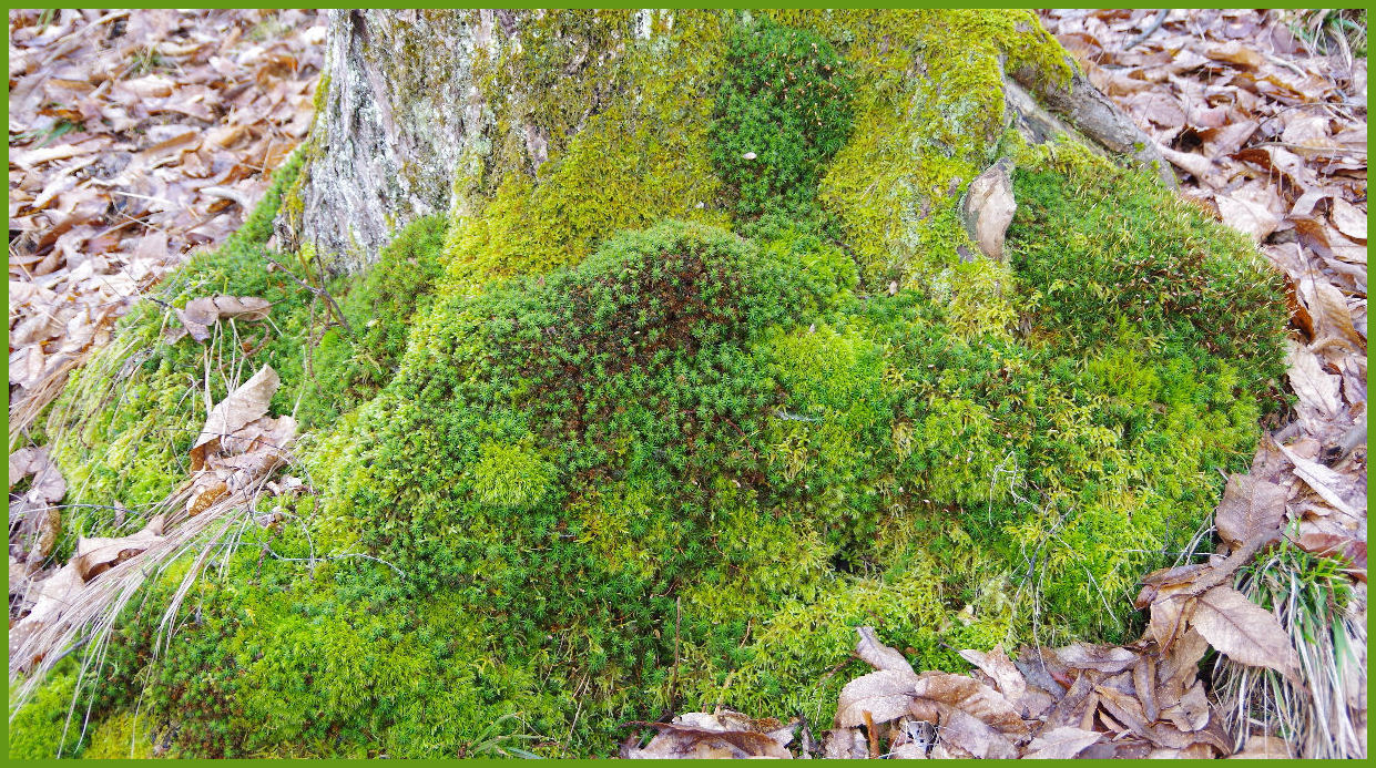 Associazione di muschi alla base di un vecchio castagno Associazione di muschi alla base di un vecchio castagno